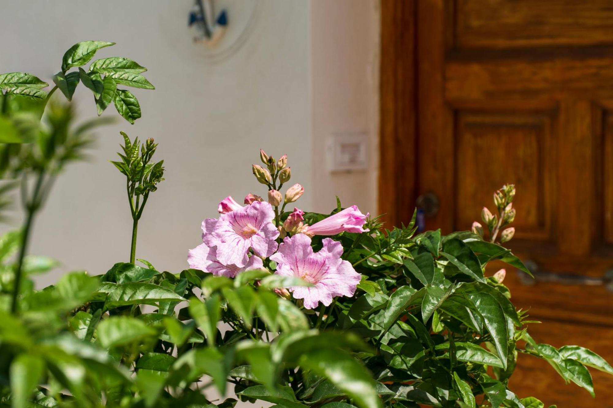 Eleni'S Seaview House Apartment Andros Town Luaran gambar